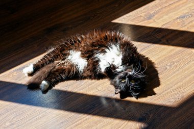 Kedi sabah güneşinde yerde. 