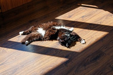 Kedi sabah güneşinde yerde. 