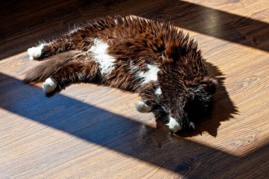 Kedi sabah güneşinde yerde. 