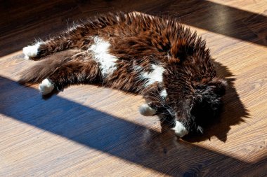 Kedi sabah güneşinde yerde. 