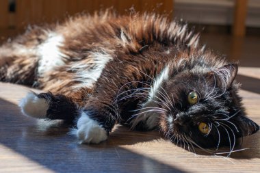 Kedi sabah güneşinde yerde. 