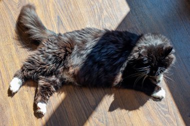 Kedi sabah güneşinde yerde. 