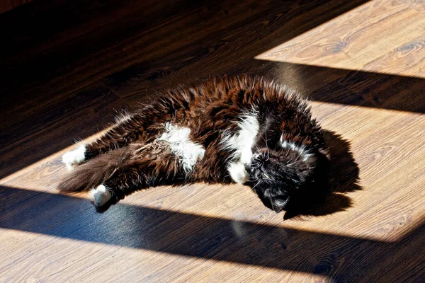 Kedi sabah güneşinde yerde. 