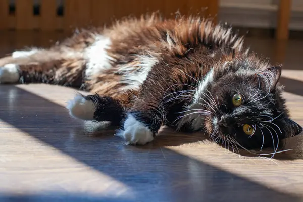 Katt Golvet Morgonen Sol — Stockfoto