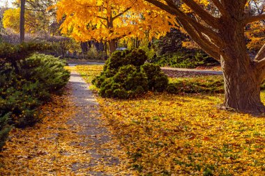 Kiev 'deki botanik bahçesinde büyük sarı Gingo ağacı