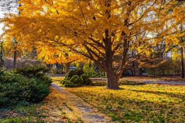 Kiev 'deki botanik bahçesinde büyük sarı Gingo ağacı