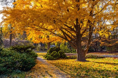Kiev 'deki botanik bahçesinde büyük sarı Gingo ağacı