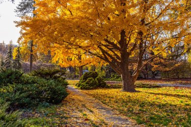 Kiev 'deki botanik bahçesinde büyük sarı Gingo ağacı
