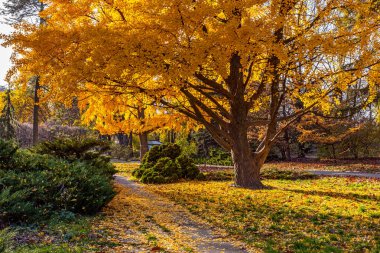 Kiev 'deki botanik bahçesinde büyük sarı Gingo ağacı