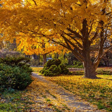 Kiev 'deki botanik bahçesinde büyük sarı Gingo ağacı