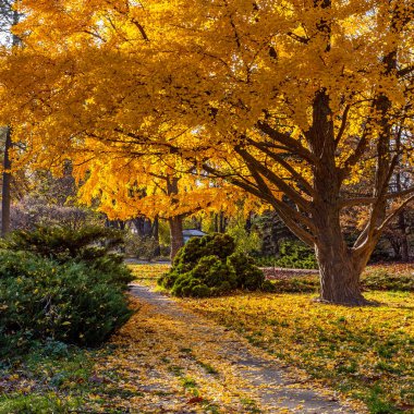 Kiev 'deki botanik bahçesinde büyük sarı Gingo ağacı
