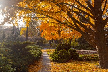 Kiev 'deki botanik bahçesinde büyük sarı Gingo ağacı