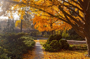 Kiev 'deki botanik bahçesinde büyük sarı Gingo ağacı
