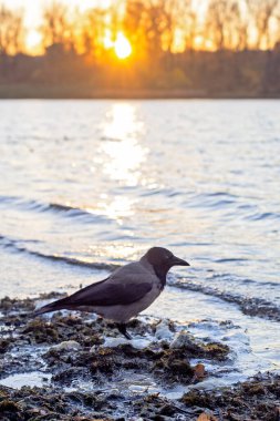 Sonbaharda Dinyeper nehrinde komik bir karga, Ukrayna, Kyiv 'de gün batımı