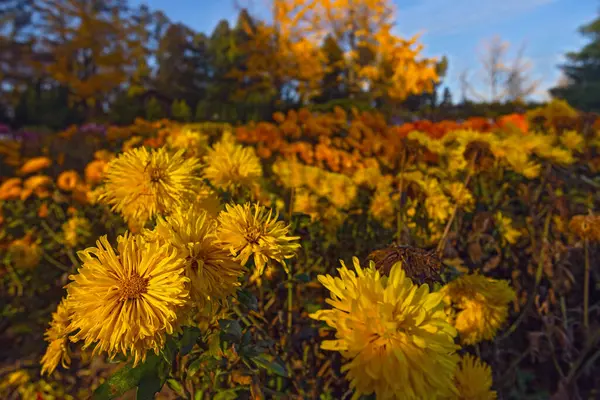 Prachtige Chrysanten Bloemen Herfst Botanische Tuin Kiev Oekraïne — Stockfoto