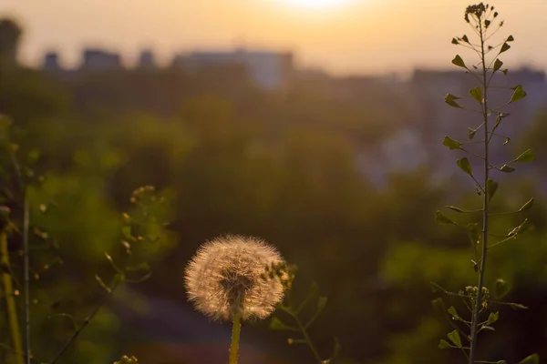 Квітка Білої Кульбаби Захід Сонця Києві — стокове фото