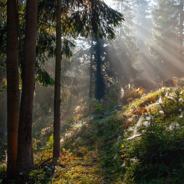 Sabah güneş ışınları Ukrayna 'daki Karpat dağlarında ormandan geçiyor.
