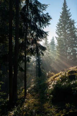 Sabah güneş ışınları Ukrayna 'daki Karpat dağlarında ormandan geçiyor.