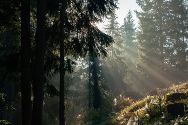 Sabah güneş ışınları Ukrayna 'daki Karpat dağlarında ormandan geçiyor.