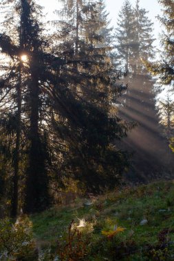 Sabah güneş ışınları Ukrayna 'daki Karpat dağlarında ormandan geçiyor.