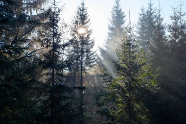 Sabah güneş ışınları Ukrayna 'daki Karpat dağlarında ormandan geçiyor.