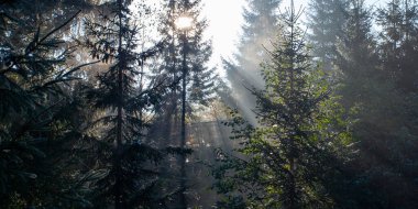 Sabah güneş ışınları Ukrayna 'daki Karpat dağlarında ormandan geçiyor.