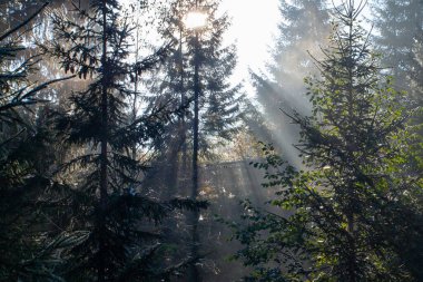 Sabah güneş ışınları Ukrayna 'daki Karpat dağlarında ormandan geçiyor.