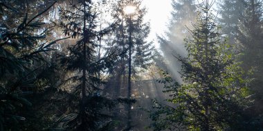 Sabah güneş ışınları Ukrayna 'daki Karpat dağlarında ormandan geçiyor.