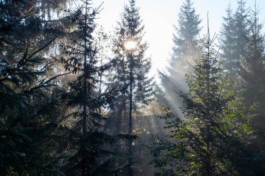 Sabah güneş ışınları Ukrayna 'daki Karpat dağlarında ormandan geçiyor.