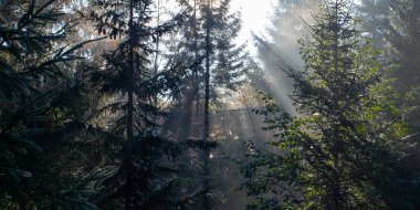 Sabah güneş ışınları Ukrayna 'daki Karpat dağlarında ormandan geçiyor.