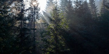 Sabah güneş ışınları Ukrayna 'daki Karpat dağlarında ormandan geçiyor.