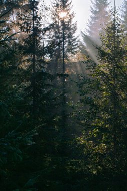 Sabah güneş ışınları Ukrayna 'daki Karpat dağlarında ormandan geçiyor.