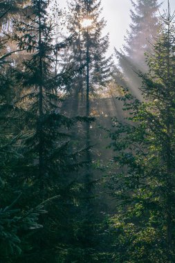 Sabah güneş ışınları Ukrayna 'daki Karpat dağlarında ormandan geçiyor.