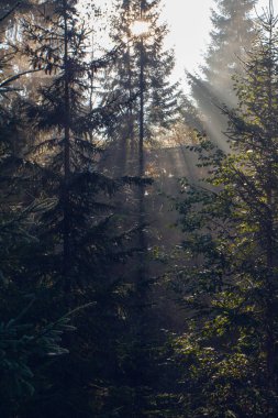 Sabah güneş ışınları Ukrayna 'daki Karpat dağlarında ormandan geçiyor.