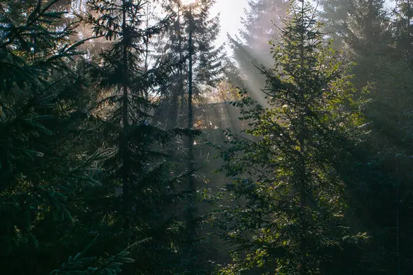 Raios Sol Matinais Passando Pela Floresta Nas Montanhas Dos Cárpatos — Fotografia de Stock