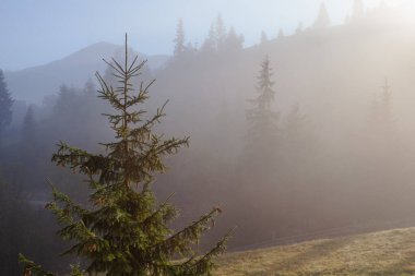 Karpat dağlarında puslu bir sabah, Ukrinae