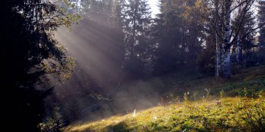 Morning sun rays passing through the  morning fod in forest in Carpathian mountains, Ukraine clipart