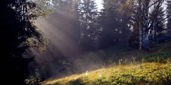 Morning sun rays passing through the  morning fod in forest in Carpathian mountains, Ukraine