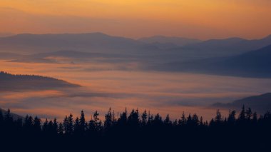 Dragobrat 'ın yukarısında gün doğumu, Ukrayna' nın Karpat dağlarındaki çayırlarda sis.