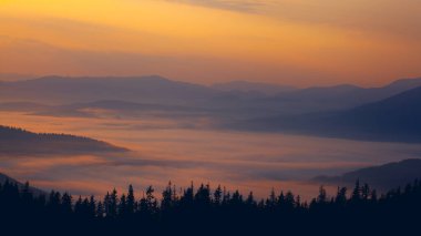 Dragobrat 'ın yukarısında gün doğumu, Ukrayna' nın Karpat dağlarındaki çayırlarda sis.