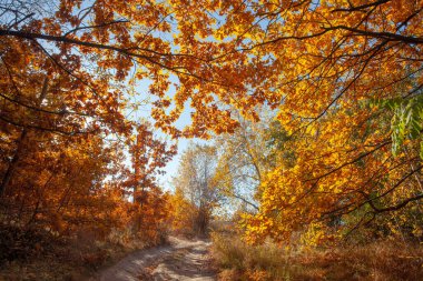 Sonbahar ormanlarında güneşli havada güzel, renkli bir ara sokak.