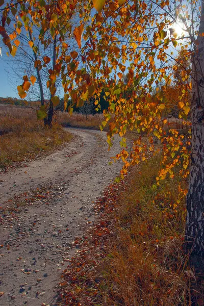 가을에 자작나무는 시간에 그로브 — 스톡 사진