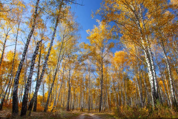 Beautiful Golden Yellow Birch Grove Autumn — Stock Photo, Image