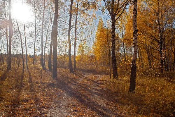 秋天的小巷金黄桦树落日时分 — 图库照片