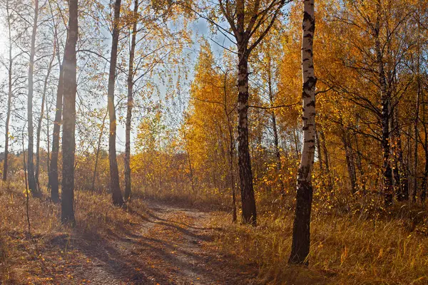 秋天的小巷金黄桦树落日时分 — 图库照片