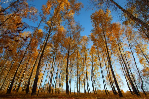 Beautiful Golden Yellow Birch Grove Autumn — ストック写真