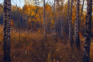 Sonbaharda sokak, altın sarısı huş ağacı, günbatımında.