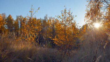 Sonbaharda sokak, altın sarısı huş ağacı, günbatımında.