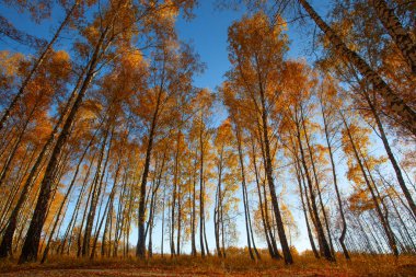 Beautiful golden yellow  birch grove in autumn