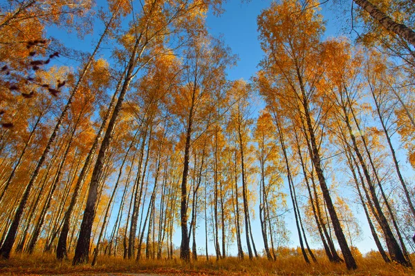 Beautiful Golden Yellow Birch Grove Autumn — 图库照片